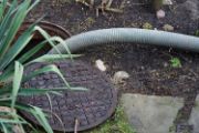 Manhole cover in dirt and rocks, partially covered by a green plant, with flexible tubing going into it