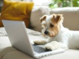 small white dog laying in front of a laptop computer with its paws on the keyboard