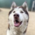 male brown and white Siberian Husky dog