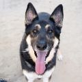 male black and tan German Shepherd dog