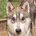 male white and gray Siberian Husky dog