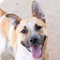 male tan and white Australian Cattle Dog and Pit Bull mix