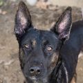 male black and tan German Shepherd dog