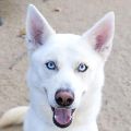 male white Siberian Husky dog