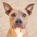 male brown brindle and white Pit Bull mix dog