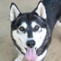 male black and white Siberian Husky dog