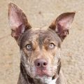 male brown brindle and white Pit Bull