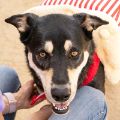 male black and tan German Shepherd dog