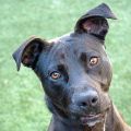 male black and white Pit Bull dog