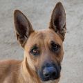 female tan German Shepherd mix dog