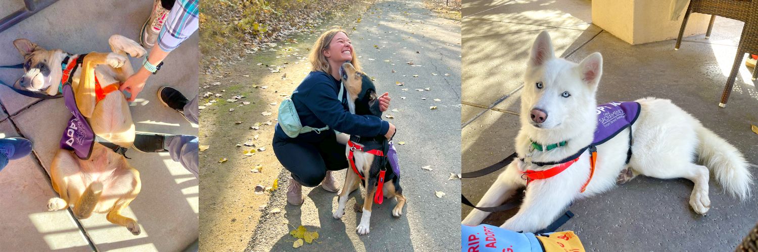 a collage of dogs wearing their purple vests and hanging out in public