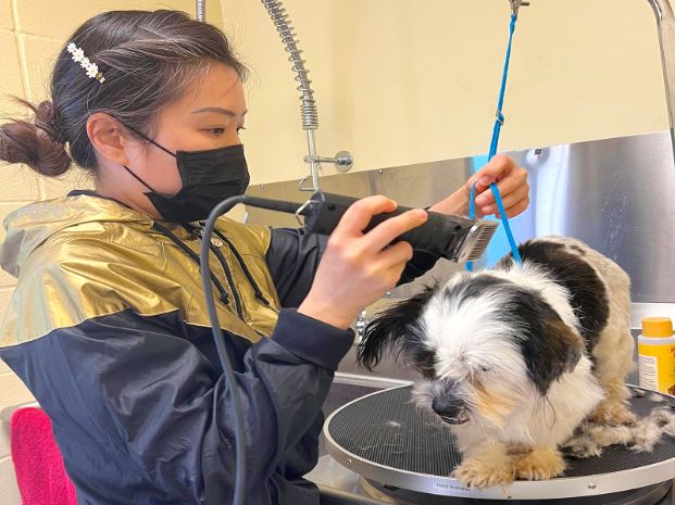 volunteer shaving the hair of a small black and white dog
