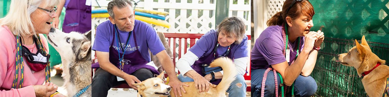 a collection of three photos showing volunteers working with shelter dogs