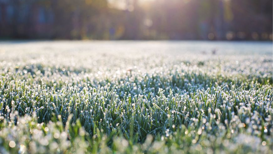 Frost on grass