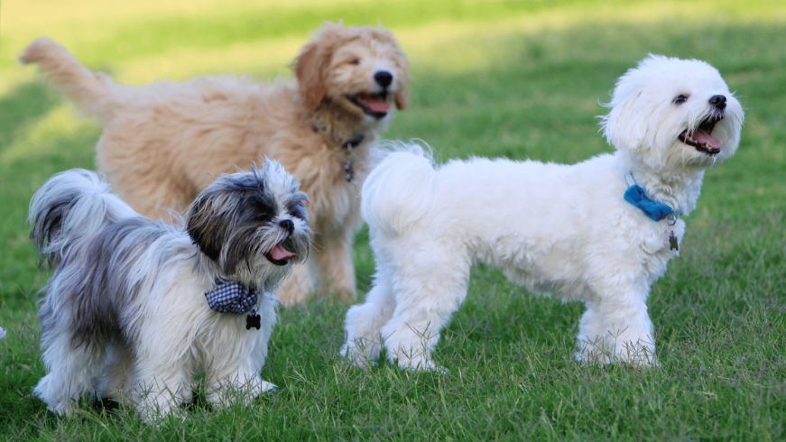 Three small dogs standing in the grass