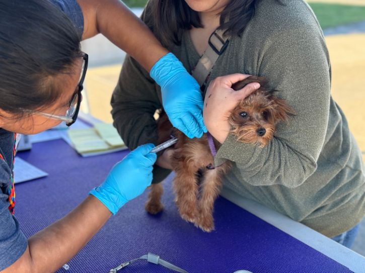 Vet providing vaccination to small dog