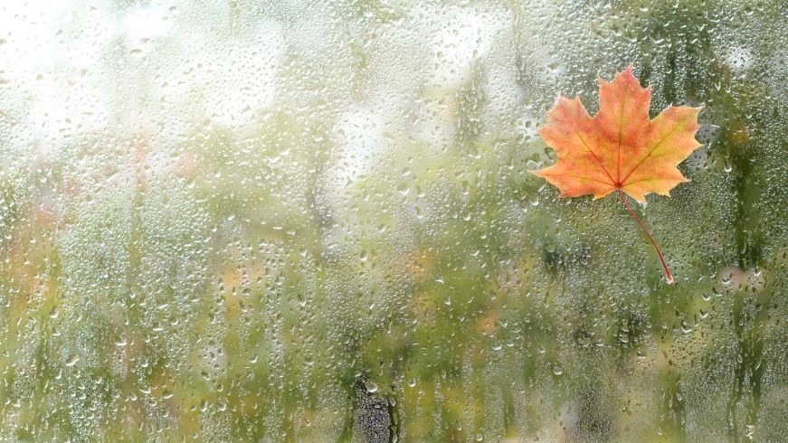 Rain on window, fall leaf