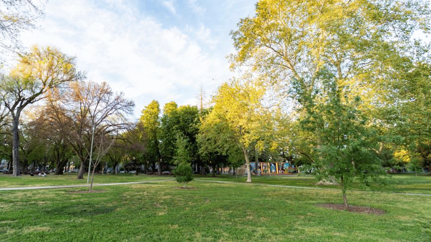 Park, trees, grass, sky