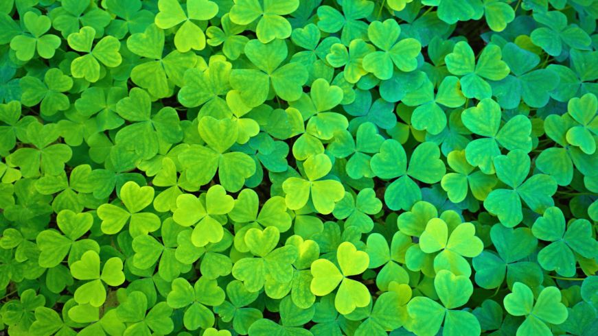 Clovers