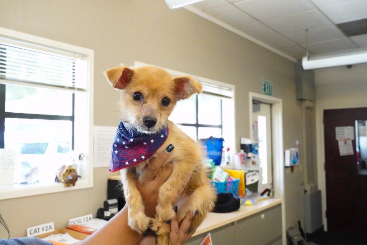 Small dog being held, wearing a 4th of July bandana