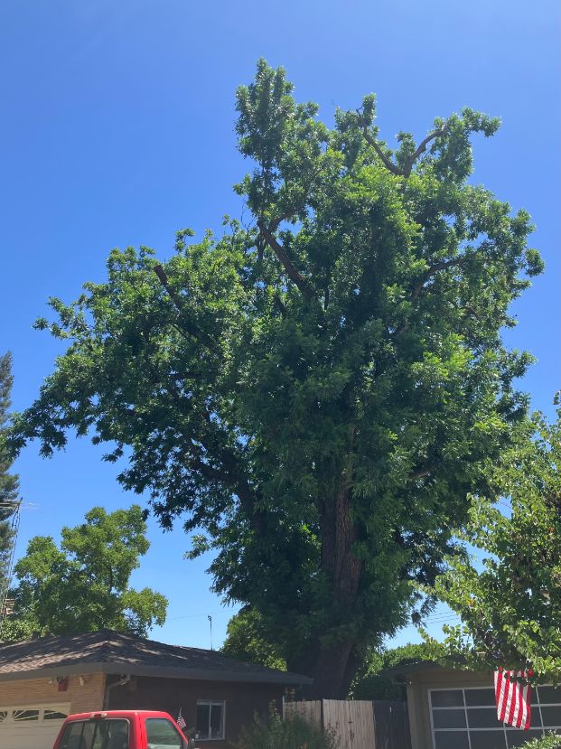 photo of tree