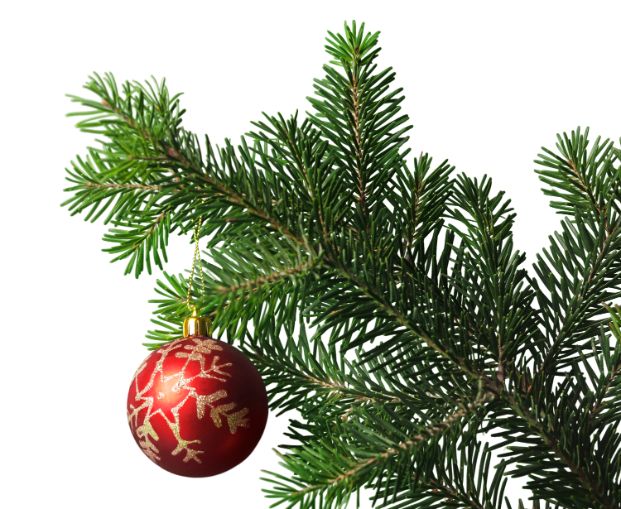 Fir tree with red bauble ornament